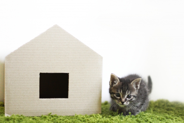 家と子猫