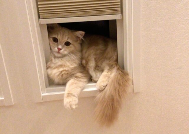 窓枠にギュウギュウな猫