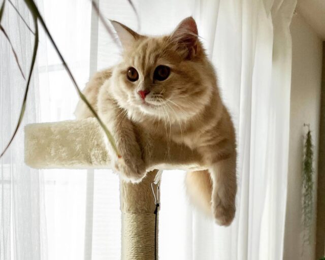 キャットタワーのてっぺんにいる猫