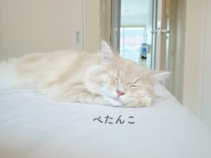 ペタンコな顔で寝る猫