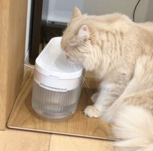 動給水器で水を飲む猫