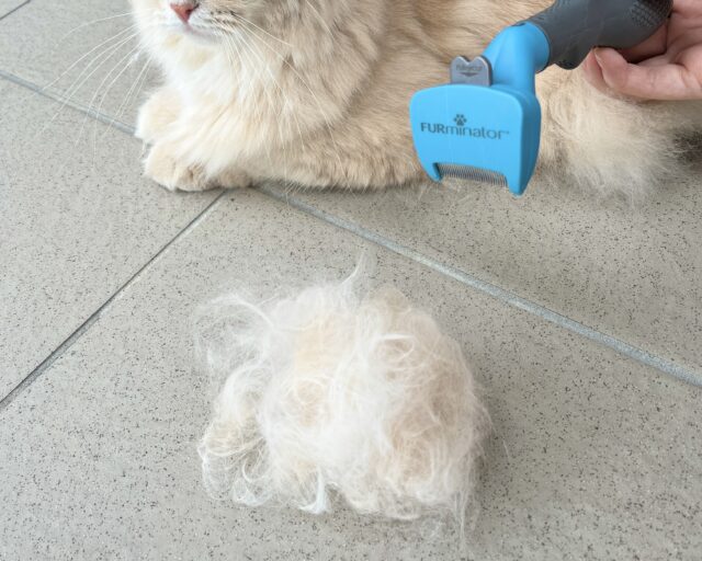 ファーミネーター後の抜け毛