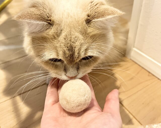 ブラッシングで取れた毛で作った猫毛ボール