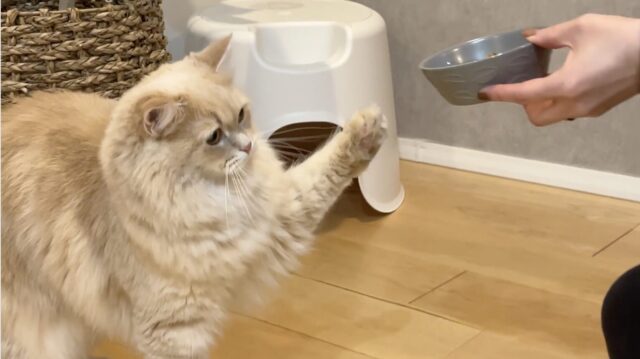 お手するサイベリアン