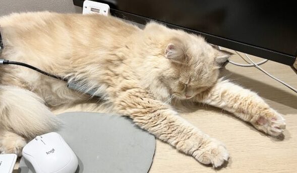 ママのPC作業応援サイベリアン