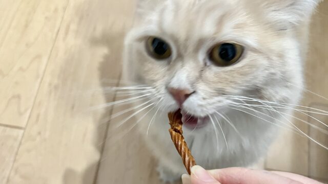 歯磨きおやつを食べるサイベリアン