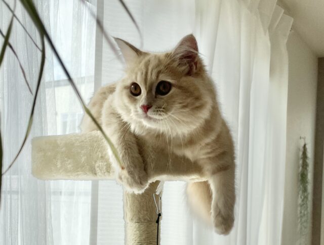 キャットタワーのてっぺんに収まるサイベリアン子猫