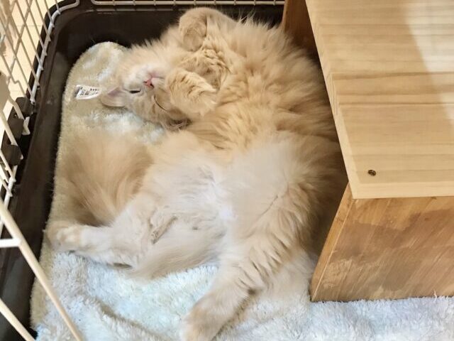 ケージ1段目でお腹を見せるサイベリアン子猫