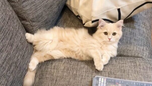 ソファでくつろぐサイベリアン子猫