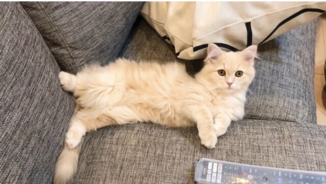 ソファでくつろぐサイベリアン子猫