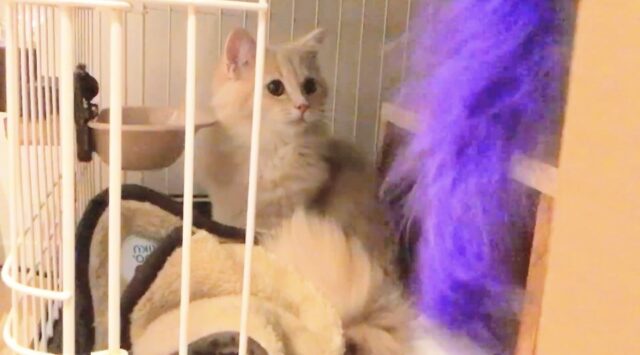 ケージ内で縮こまるサイベリアン子猫