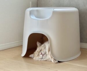 元・猫トイレの猫ハウスで爆睡中のサイベリアン猫