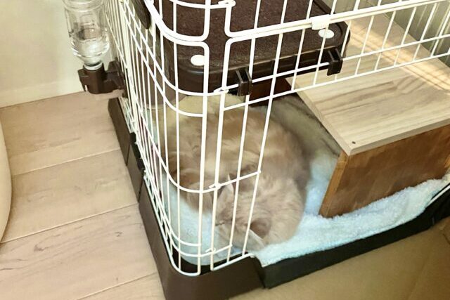 ケージ1段目で爆睡サイベリアン