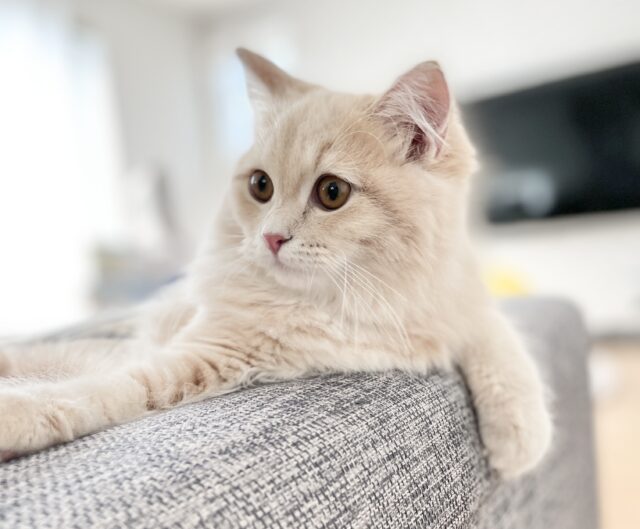 ソファでくつろぐサイベリアンのアップ