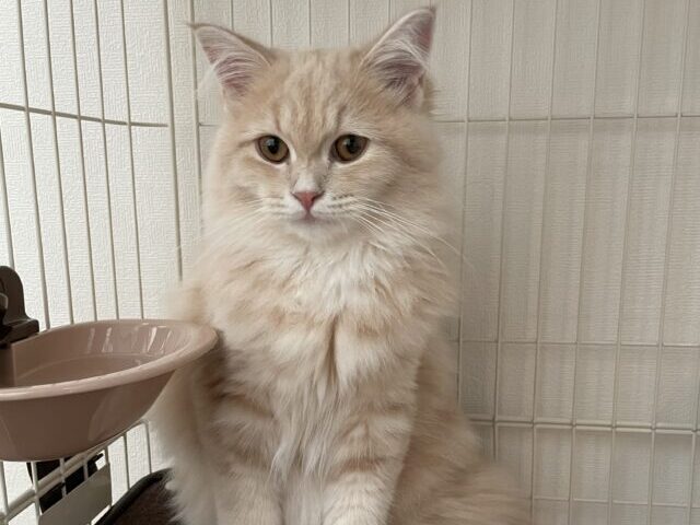 ケージ内のかわいいサイベリアン