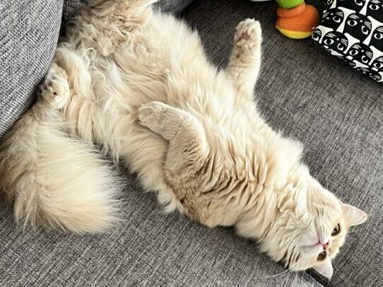 ソファでへそ天サイベリアン