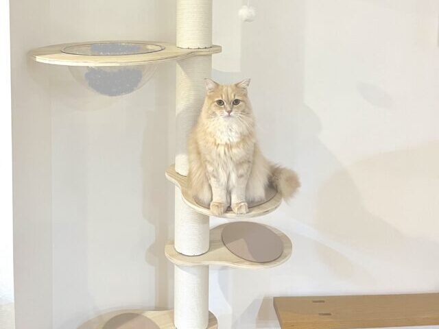 キャットタワーに佇むサイベリアン