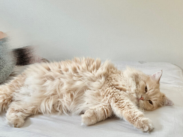 グデーっと寝てるサイベリアン猫