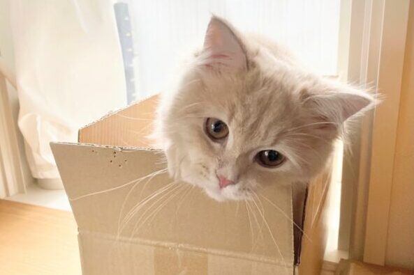 段ボールに入った子猫