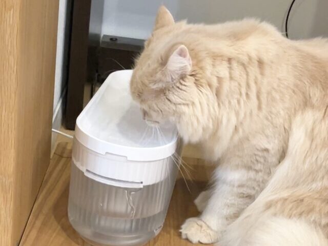 動給水器で水を飲む猫