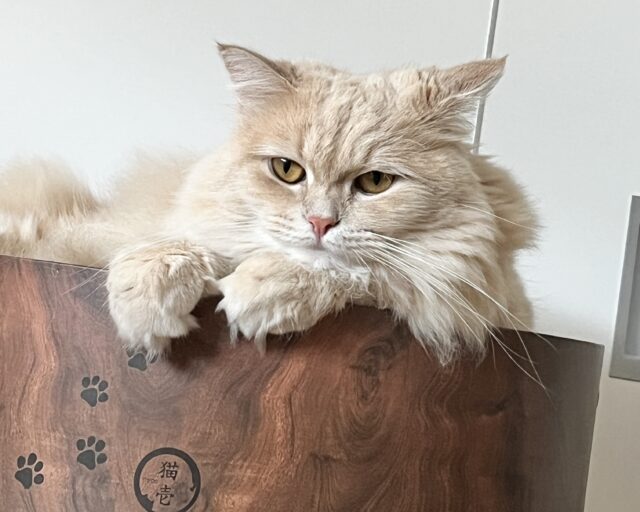 バリバリボウルに入ったサイベリアン猫