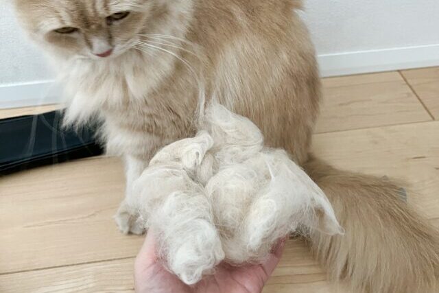 ファーミネーターで採れた大量の抜け毛と猫