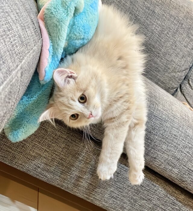 ソファでくつろぐサイベリアン子猫