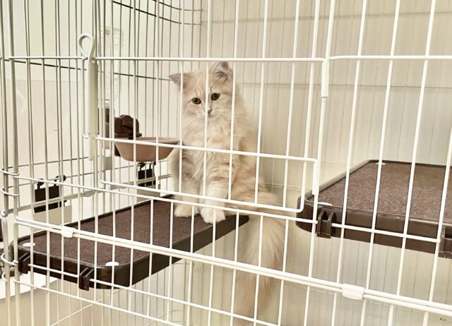 ケージ2段目で佇むサイベリアン２