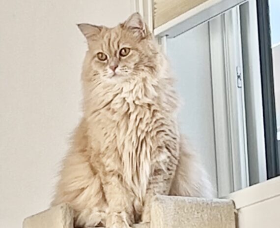 威厳ある感じに佇んでるサイベリアン