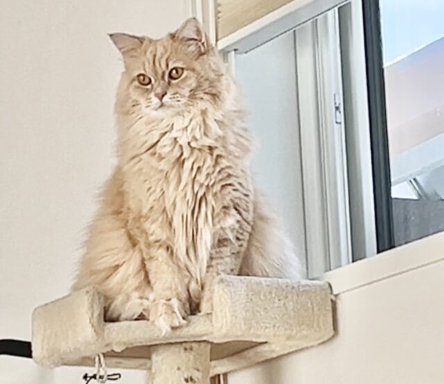 威厳ある感じに佇んでるサイベリアン