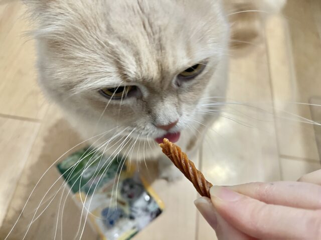 歯磨きおやつを食べるサイベリアン