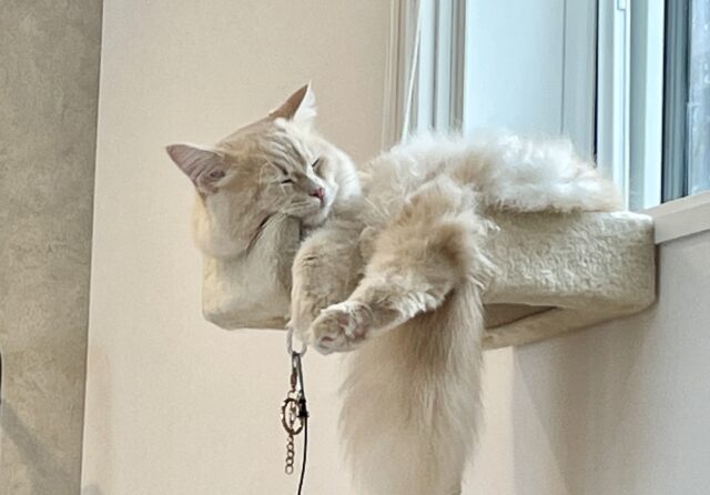 キャットタワーのてっぺんにいるサイベリアン成猫