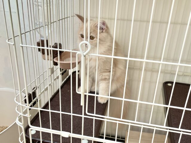 ケージ2段目で佇むサイベリアン