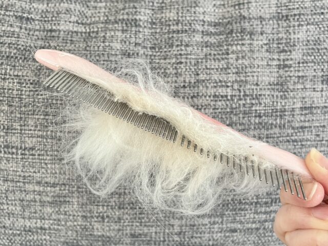 コームでブラッシング後のサイベリアンの毛