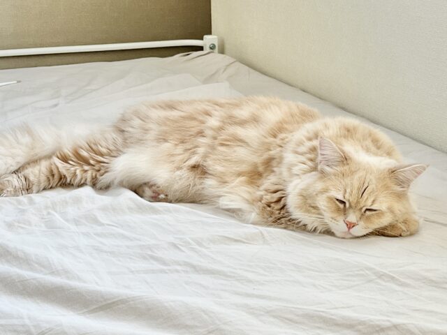 ベッドで爆睡のサイベリアン猫